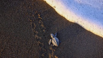 A baby loggerhead turtle crawls towards the sea on Iztuzu Beach on Turkey's Mediterranean coast in Mugla province, Turkey, September 3, 2026. REUTERS/Dilara Senkaya
