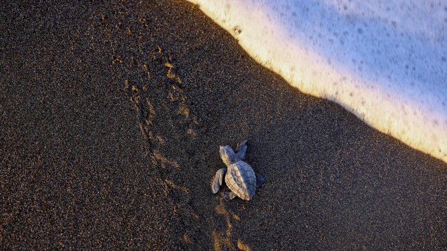 A baby loggerhead turtle crawls towards the sea on Iztuzu Beach on Turkey's Mediterranean coast in Mugla province, Turkey, September 3, 2026. REUTERS/Dilara Senkaya