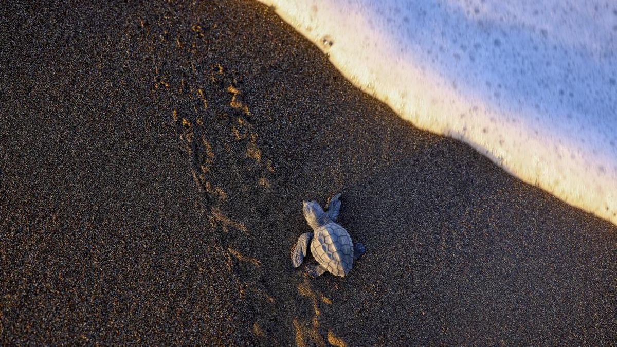 FOTO: Mehr Betina Turtle, die schlechten Hitzezeichen der Erde