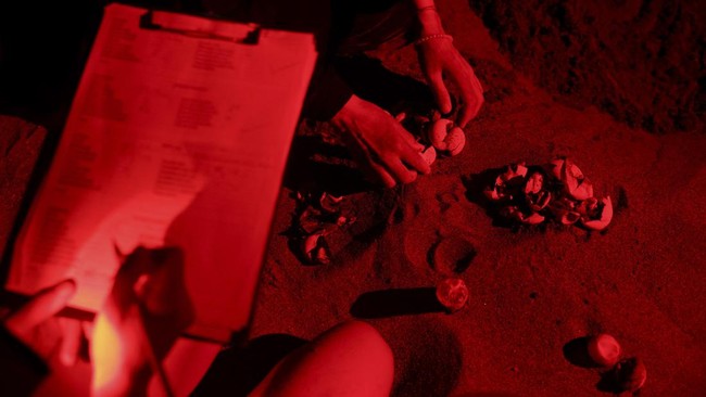 Sea turtle eggs and eggshells are counted by volunteers on Iztuzu Beach on Turkey's Mediterranean coast in Mugla province, Turkey, September 3, 2026. REUTERS/Dilara Senkaya