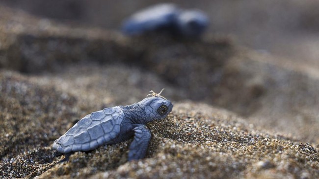 A baby sea turtle crawls towards the sea on Iztuzu Beach on Turkey's Mediterranean coast in Mugla province, Turkey, September 3, 2026. REUTERS/Dilara Senkaya