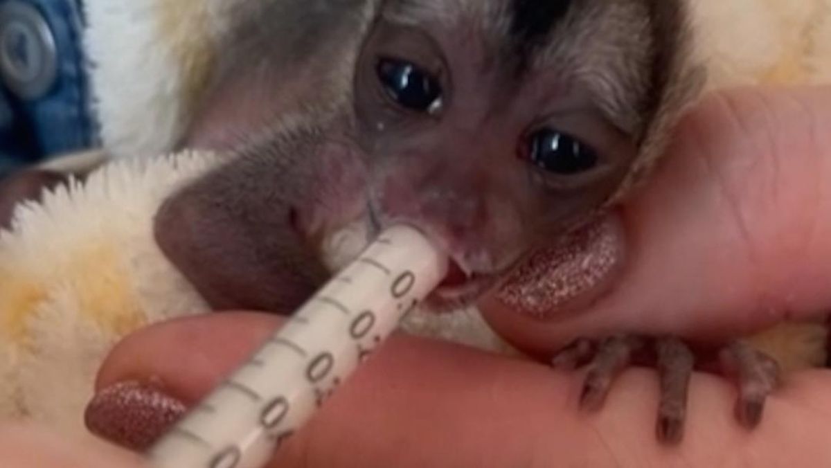 Momen Menggemaskan Bayi Monyet Viral di Kebun Binatang Moscow — NadiKabar.com