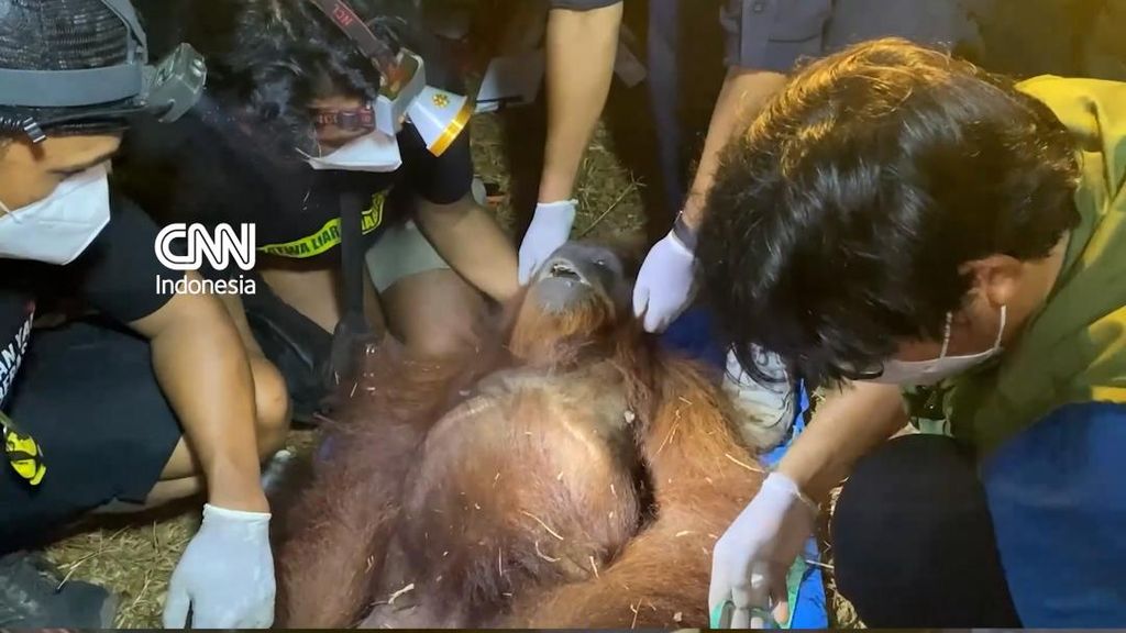Aksi Penyelamatan Orangutan di Sebuah Kebun Kalimantan Tengah
