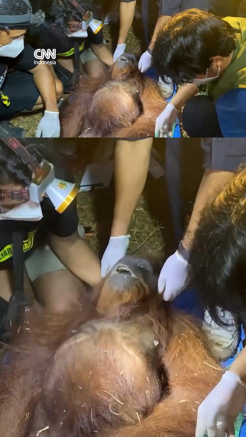 Aksi Penyelamatan Orang Utan di Sebuah Kebun Kalimantan Tengah