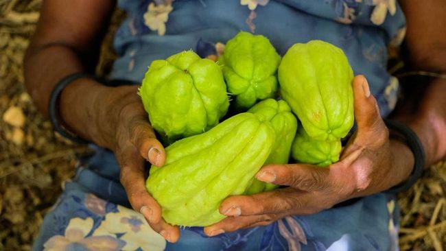 5 Manfaat Rutin Makan Labu Siam Rebus untuk Kesehatan Tubuh