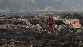 Orang utan terlihat di sisa lahan yang terbakar berjalan sebelum berhasil dievakuasi