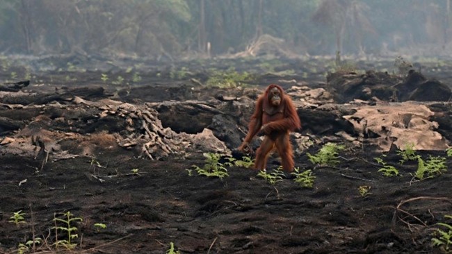Orang utan terlihat di sisa lahan yang terbakar berjalan sebelum berhasil dievakuasi