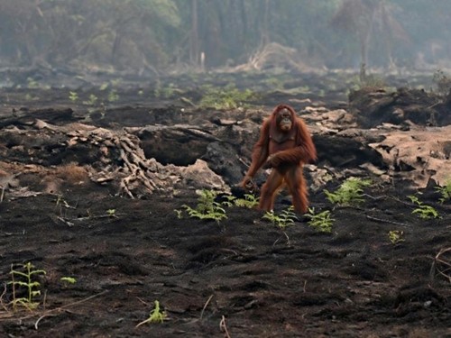 Orang utan terlihat di sisa lahan yang terbakar berjalan sebelum berhasil dievakuasi