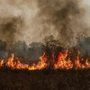Kobaran api membakar lahan di Kecamatan Jekan Raya, Palangka Raya, Kalimantan Tengah, Minggu (18/10/2026). Pemerintah Kota Palangka Raya memperpanjang status tanggap darurat kebakaran hutan dan lahan (karhutla) hingga 9 November 2026 untuk mengoptima