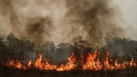 Kobaran api membakar lahan di Kecamatan Jekan Raya, Palangka Raya, Kalimantan Tengah, Minggu (18/10/2026). Pemerintah Kota Palangka Raya memperpanjang status tanggap darurat kebakaran hutan dan lahan (karhutla) hingga 9 November 2026 untuk mengoptima