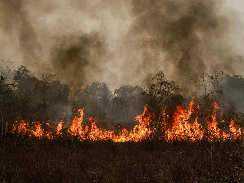 Kobaran api membakar lahan di Kecamatan Jekan Raya, Palangka Raya, Kalimantan Tengah, Minggu (18/10/2026). Pemerintah Kota Palangka Raya memperpanjang status tanggap darurat kebakaran hutan dan lahan (karhutla) hingga 9 November 2026 untuk mengoptima