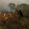 Petugas berupaya memadamkan kebakaran lahan di Kecamatan Jekan Raya, Palangka Raya, Kalimantan Tengah, Minggu (18/10/2026). Pemerintah Kota Palangka Raya memperpanjang status tanggap darurat kebakaran hutan dan lahan (karhutla) hingga 9 November 2026