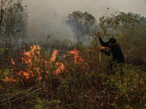 Kebakaran hutan di Taman Nasional Pangkep telah berlangsung 22 hari. Penanganan fokus pada pemantauan titik api, meski kondisi terkendali.