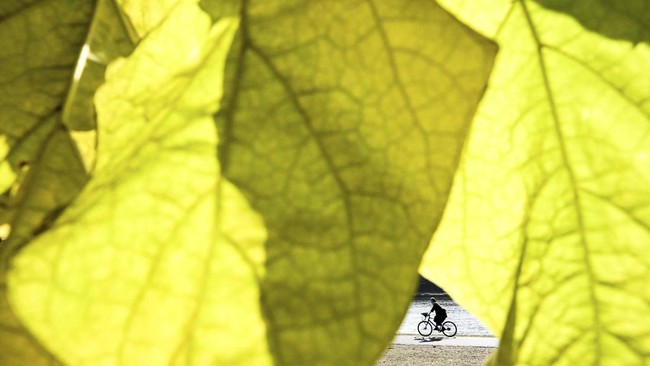 A person rides a bicycle behind the autumn leafs on the Main river embankment in Frankfurt am Main, western Germany, on October 14, 2026, as air temperatures reached 15 degrees Celsius. (Photo by Kirill KUDRYAVTSEV / AFP)