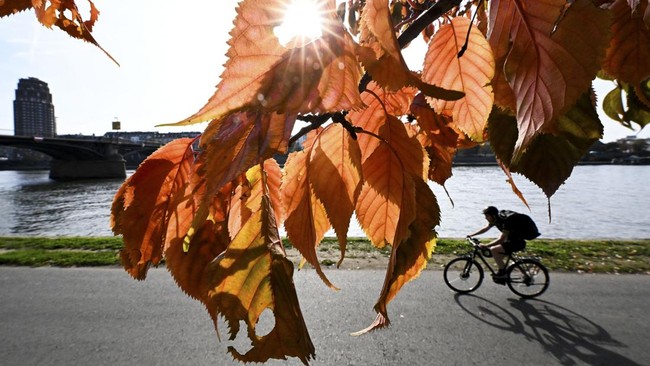 A person rides a bicycle behind the autumn leaves on the Main river embankment in Frankfurt am Main, western Germany, on October 19, 2026, as air temperatures reached 16 degrees Celsius. (Photo by Kirill KUDRYAVTSEV / AFP)