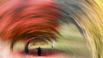 A person walks under a tree with colourful leaves on the Main river embankment in Frankfurt am Main, western Germany, on October 19, 2026, as air temperatures reached 16 degrees Celsius. (Photo by Kirill KUDRYAVTSEV / AFP)