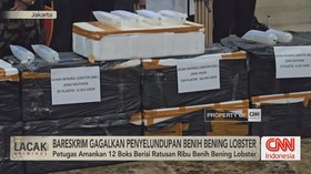 Bareskrim Gagalkan Penyelundupan Benih Bening Lobster