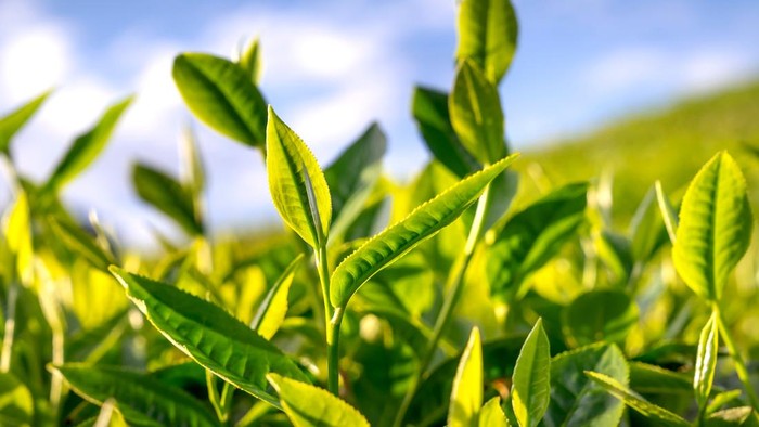 Green tea