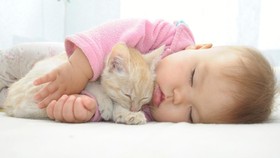 Meski kucing dapat hidup berdampingan dengan bayi, ada sejumlah risiko yang perlu dipahami.