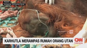 Karhutla Merampas Rumah Orangutan