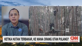 Ketika Hutan Terbakar, Ke Mana Orangutan Pulang?