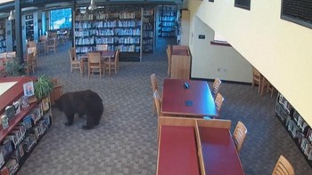 Momen Beruang Santai Masuk Perpustakaan di California