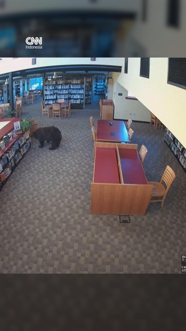 Momen Beruang Santai Masuk Perpustakaan di California
