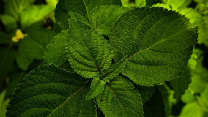Daun shiso