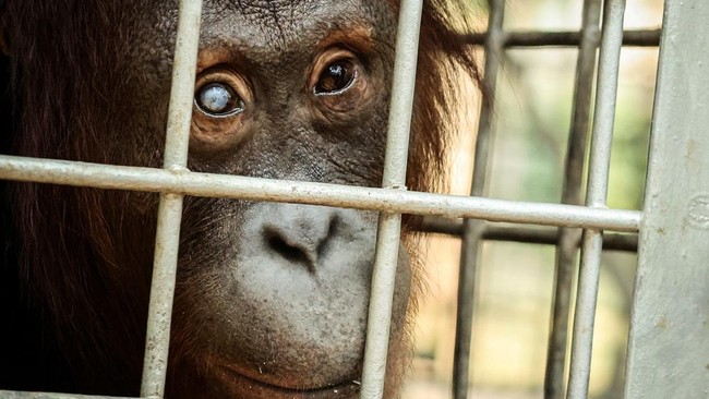 A 10-year-old female orangutan named Teka looks out from a medical cage used for orangutans evacuated from a rehabilitation island due to nearby wildfires as an animal keeper prepares to open a cage partition to reunite her with her adopted baby oran