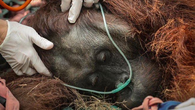 Karmele Llano Sanchez, 48, CEO of wildlife foundation Yayasan Inisiasi Alam Rehabilitasi Indonesia, provides treatment to a male orangutan named Sampurna during a rescue operation at a palm-oil plantation near an area affected by wildfires in Kuala S