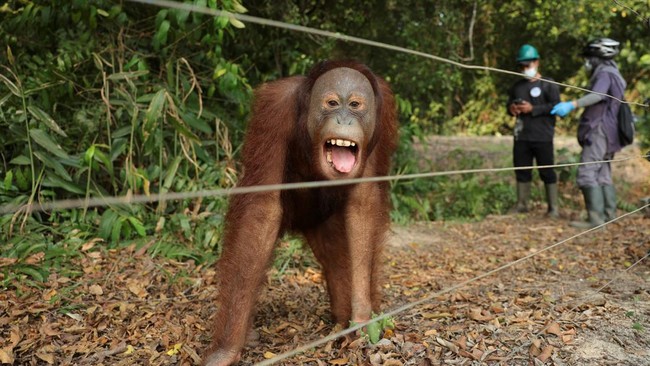 An 11-year-old male orangutan named Didik reacts behind an electric wire on a rehabilitation island at a rehabilitation facility run by wildlife foundation Yayasan Inisiasi Alam Rehabilitasi Indonesia in Ketapang Regency, West Kalimantan, Indonesia,