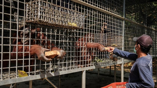 A 12-year-old male orangutan named Jeka and an 11-year-old male orangutan named Paijo receive enrichment food from animal keeper Tarmiji in a medical cage temporarily used for orangutans evacuated from a rehabilitation island due to nearby wildfires