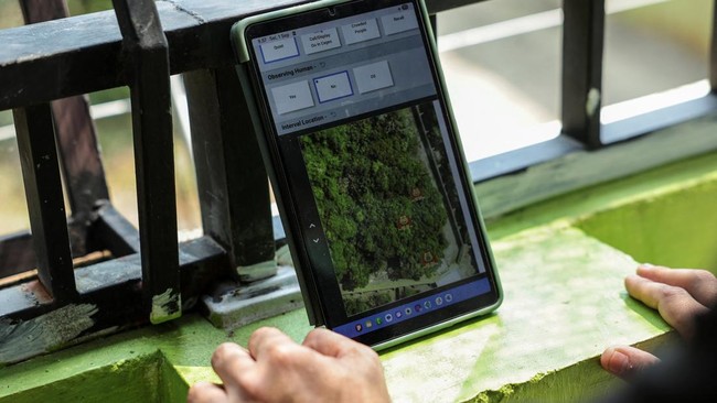 An animal keeper uses a tablet displaying feeding platforms marked with orangutan icons, used to record the movements and activities of the orangutans, at a socialisation enclosure at a rehabilitation facility run by wildlife foundation Yayasan Inisi