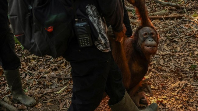 An 11-year-old male orangutan named Didik walks with animal keepers on a rehabilitation island at a rehabilitation facility run by wildlife foundation Yayasan Inisiasi Alam Rehabilitasi Indonesia in Ketapang Regency, West Kalimantan, Indonesia, Augus