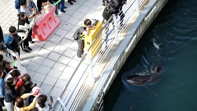 People look at a shark nicknamed
