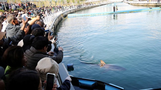People look at a shark nicknamed