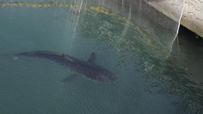 People look at a shark nicknamed