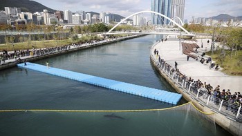 People look at a shark nicknamed "Bukangi" swimming in a canal during an operation to guide the shark out of a canal at the North Port in Busan, South Korea, October 21, 2026.  REUTERS/Kim Hong-Ji     TPX IMAGES OF THE DAY