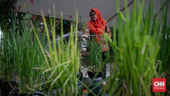 Pos Pelayanan Teknologi Tepat Guna (Posyantek) Kreya Loka Kelurahan Pasar Minggu menghadirkan inovasi budidaya padi di kawasan perkotaan dengan memanfaatkan 1.700 galon plastik bekas. Kegiatan ini dilakukan di Ruang Publik Terpadu Ramah Anak (RPTRA)