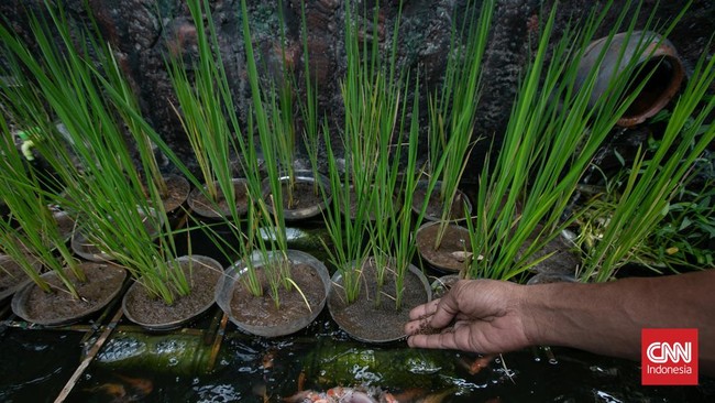 Pos Pelayanan Teknologi Tepat Guna (Posyantek) Kreya Loka Kelurahan Pasar Minggu menghadirkan inovasi budidaya padi di kawasan perkotaan dengan memanfaatkan 1.700 galon plastik bekas. Kegiatan ini dilakukan di Ruang Publik Terpadu Ramah Anak (RPTRA)