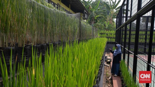 Pos Pelayanan Teknologi Tepat Guna (Posyantek) Kreya Loka Kelurahan Pasar Minggu menghadirkan inovasi budidaya padi di kawasan perkotaan dengan memanfaatkan 1.700 galon plastik bekas. Kegiatan ini dilakukan di Ruang Publik Terpadu Ramah Anak (RPTRA)