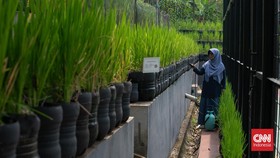 Pos Pelayanan Teknologi Tepat Guna (Posyantek) Kreya Loka Kelurahan Pasar Minggu menghadirkan inovasi budidaya padi di kawasan perkotaan dengan memanfaatkan 1.700 galon plastik bekas. Kegiatan ini dilakukan di Ruang Publik Terpadu Ramah Anak (RPTRA)