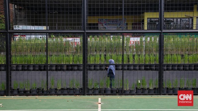 Pos Pelayanan Teknologi Tepat Guna (Posyantek) Kreya Loka Kelurahan Pasar Minggu menghadirkan inovasi budidaya padi di kawasan perkotaan dengan memanfaatkan 1.700 galon plastik bekas. Kegiatan ini dilakukan di Ruang Publik Terpadu Ramah Anak (RPTRA)