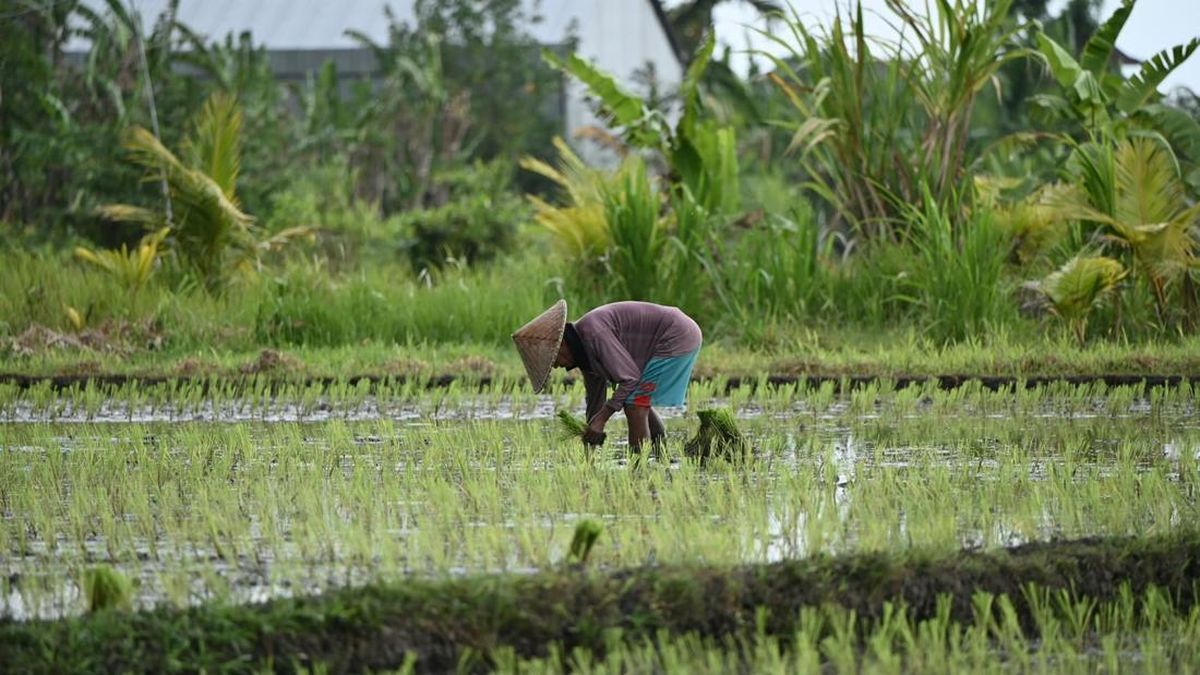 70% Petani di RI Berumur di Atas 45 Tahun, Ini Rencana Pemerintah