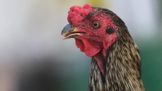 Kisah Ayam Jantan 8 Tahun Setia Menunggu Pemiliknya di Luar RS