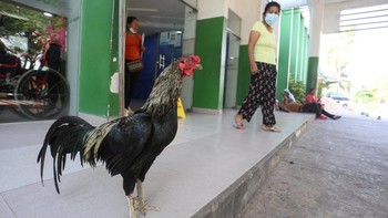 Kisah Ayam Jantan 8 Tahun Setia Menunggu Pemiliknya di Luar RS