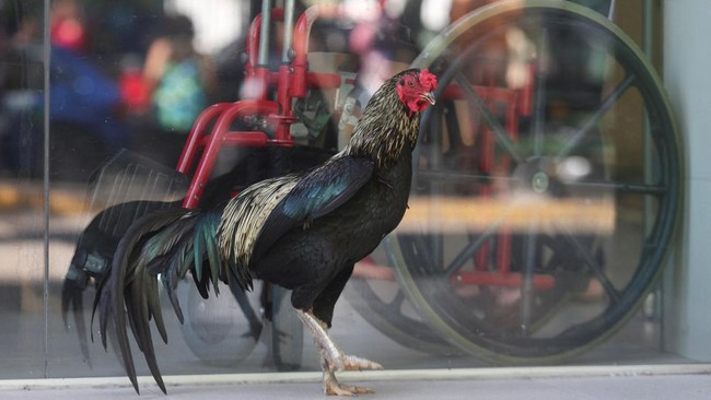 Kisah Ayam Jantan 8 Tahun Setia Menunggu Pemiliknya di Luar RS