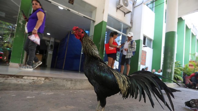 Kisah Ayam Jantan 8 Tahun Setia Menunggu Pemiliknya di Luar RS