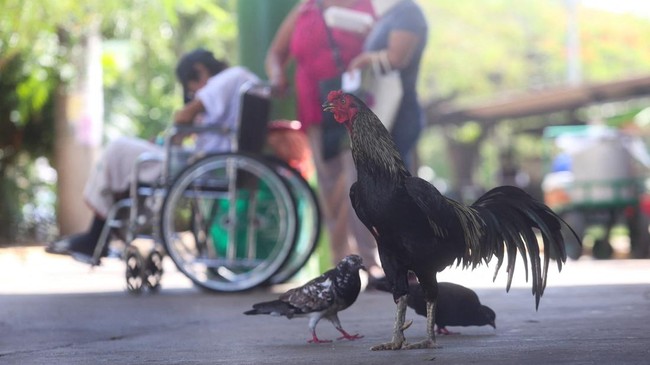 Kisah Ayam Jantan 8 Tahun Setia Menunggu Pemiliknya di Luar RS
