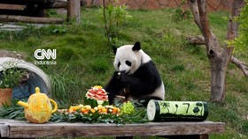 thumbnail video panda ultah di china